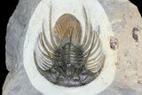 Spiny Kolihapeltis Trilobite - Rare Species #92930-2